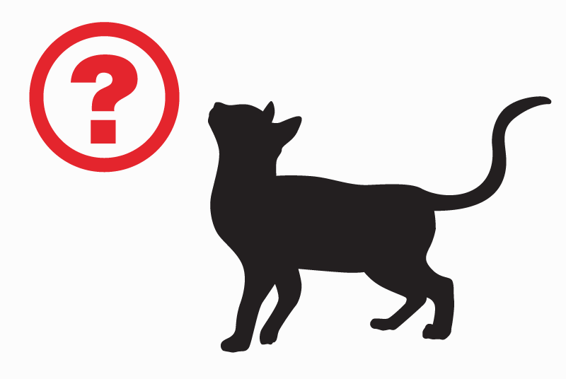 Vermisstmeldung Katze  Männliche , 7 jahre Pleaux Frankreich