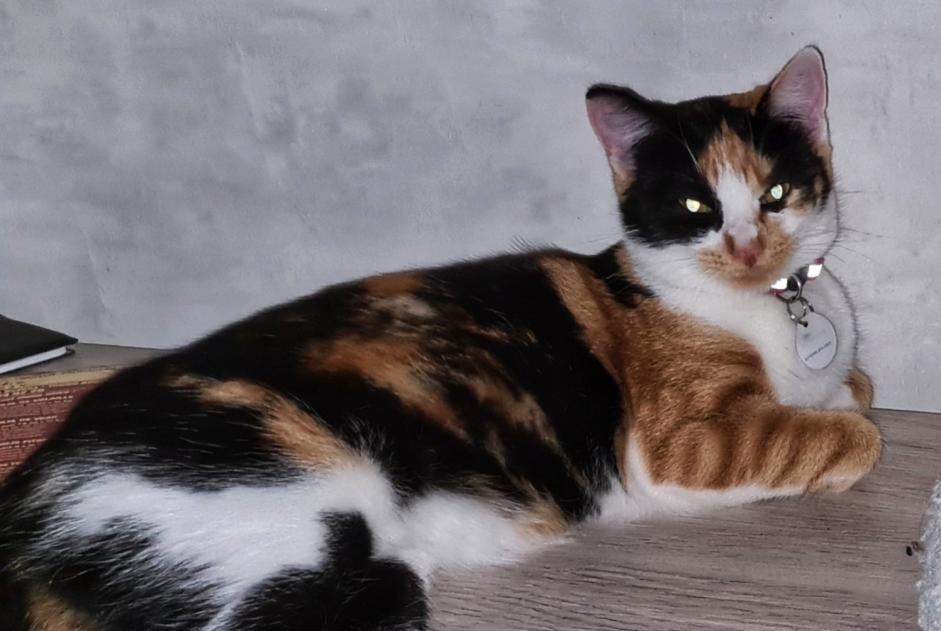 Vermisstmeldung Katze Weiblich , 2 jahre Labesserette Frankreich