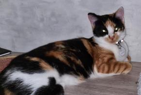 Vermisstmeldung Katze Weiblich , 3 jahre Labesserette Frankreich