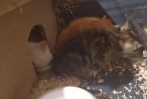 Discovery alert Cat miscegenation Male Lanobre France