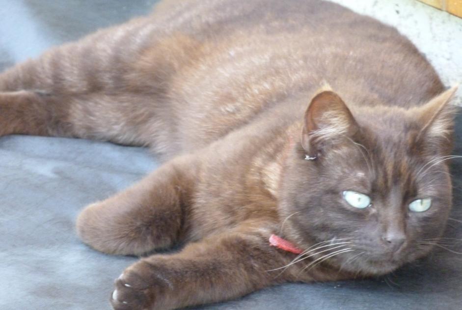 Disappearance alert Cat miscegenation Female , 12 years Mauriac France