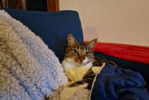 Disappearance alert Cat  Male , 1 years Aurillac France