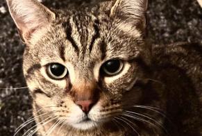 Alerte Disparition Chat Mâle , 6 ans Naucelles France
