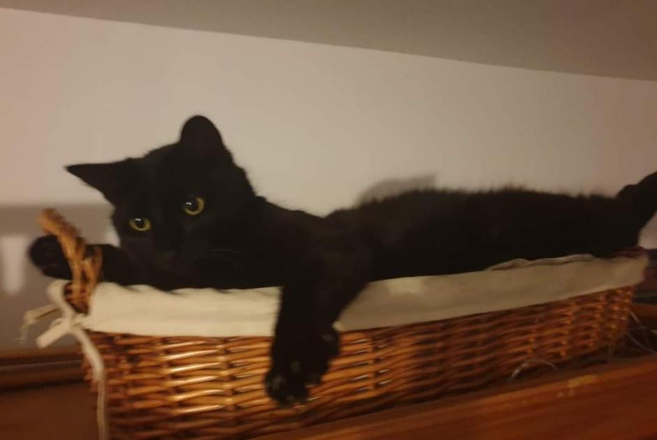 Alerta desaparecimento Gato Fêmea , 3 anos Valette France