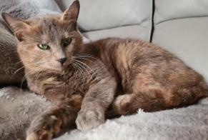 Alerta desaparecimento Gato Fêmea , 3 anos Labesserette France
